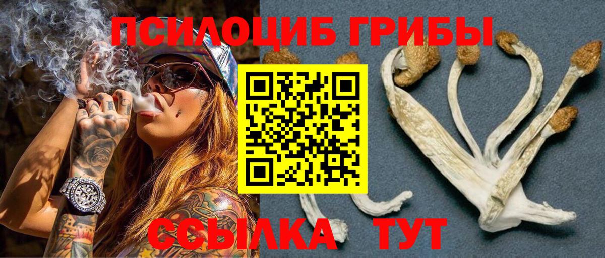 Псилоцибиновые грибы Cubensis Салехард